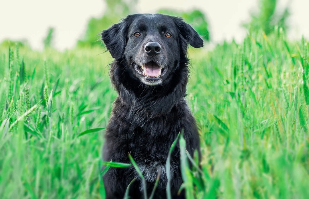 Unleashing the Secrets to Effective Dog Grooming