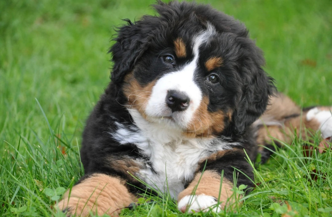 The Essential Role of Dog Groomers: Keeping Our Furry Friends Happy and Healthy